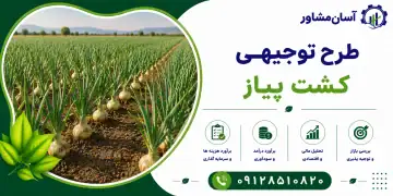طرح کشت پیاز