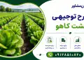 طرح کشت کاهو