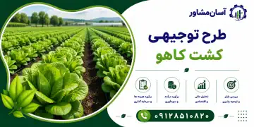 طرح کشت کاهو