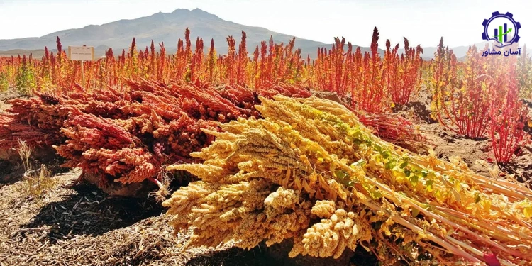 طرح کشت کینوا