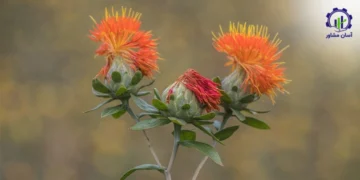 طرح کشت گلرنگ