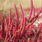 طرح کشت گیاه سالیکورنیا