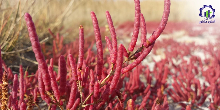 طرح کشت گیاه سالیکورنیا