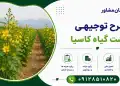 طرح کشت گیاه کاسیا
