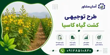 طرح کشت گیاه کاسیا