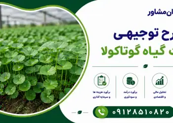 طرح کشت گیاه گوتاکولا