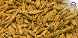 بررسی بازار داخلی و خارجی زیره سبز