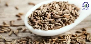 بررسی فرآیند کاشت زیره سبز