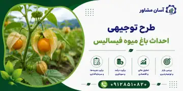 طرح احداث باغ میوه فیسالیس
