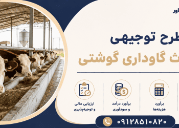 طرح احداث گاوداری گوشتی
