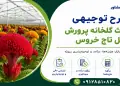 طرح احداث گلخانه پرورش گل تاج خروس