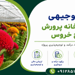 طرح احداث گلخانه پرورش گل تاج خروس