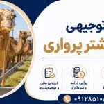 طرح پرورش شتر پرواری
