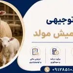 طرح پرورش میش مولد