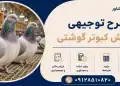 طرح پرورش کبوتر گوشتی