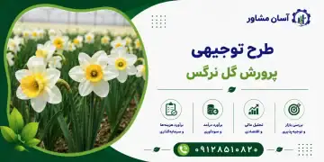 طرح پرورش گل نرگس