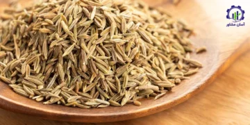 طرح کشت زیره سبز