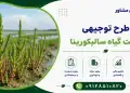 طرح کشت گیاه سالیکورنیا