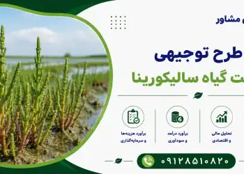 طرح کشت گیاه سالیکورنیا