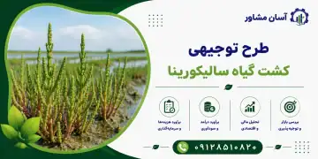 طرح کشت گیاه سالیکورنیا