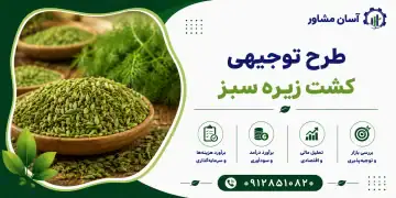 طرح_کشت زیره سبز
