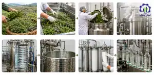 مراحل تولید عرقیات گیاهی در زمین کشاورزی راهنمای جامع برای کشاورزان