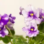طرح احداث گلخانه پرورش بنفشه آفریقایی