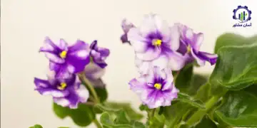 طرح احداث گلخانه پرورش بنفشه آفریقایی