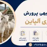 طرح پرورش بز شیری آلپاین