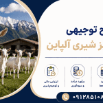 طرح پرورش بز شیری آلپاین
