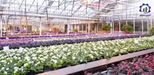مراحل پرورش بنفشه آفریقایی در گلخانه راهنمای جامع برای تولیدکنندگان