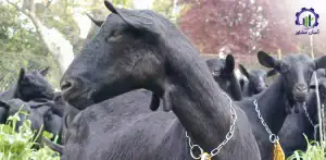 بررسی بازار داخلی و خارجی بز مورسیا