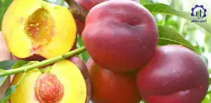 بررسی بازار داخلی و خارجی شلیل