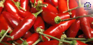 بررسی بازار داخلی و خارجی فلفل تند