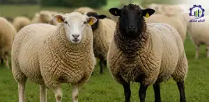 بررسی بازار داخلی و خارجی گوسفند