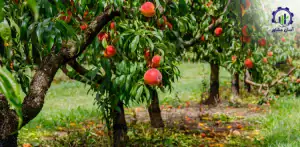 بررسی تجهیزات و تأسیسات احداث باغ شلیل