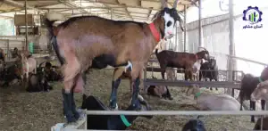 بررسی تجهیزات و تأسیسات احداث فارم پرورش بز مورسیا