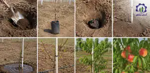 مراحل کاشت شلیل در باغ راهنمای جامع برای باغداران