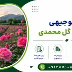 طرح احداث باغ گل محمدی