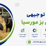طرح پرورش بز مورسیا