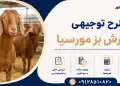 طرح پرورش بز مورسیا