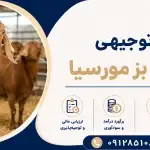 طرح پرورش بز مورسیا