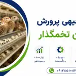 طرح پرورش بلدرچین تخمگذار