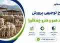 طرح پرورش گوسفند همو و هترو چندقلوزا