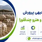طرح پرورش گوسفند همو و هترو چندقلوزا