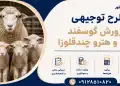 طرح پرورش گوسفند همو و هترو چندقلوزا