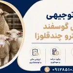 طرح پرورش گوسفند همو و هترو چندقلوزا