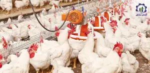 بررسی بازار داخلی و خارجی مرغ مادر گوشتی