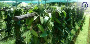 بررسی تجهیزات و تأسیسات احداث گلخانه کشت وانیل