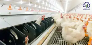 مراحل پرورش مرغ مادر گوشتی راهنمای جامع برای فعالان صنعت طیور